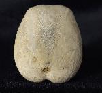 Heteraster oblongus (BRONGNIART 1821) - Bild &copy; FossNet FossilienStore